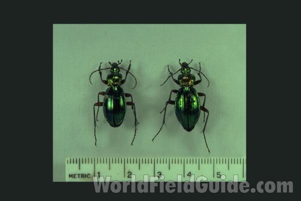 festivus<br>(Origin of the Specimen: Mazamet, Aug. 1981)