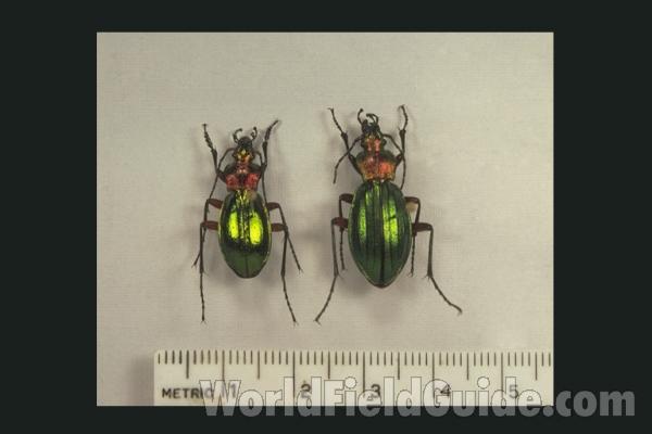 festivus purpureorutilans<br>(Origin of the Specimen: Mazamet, Aug 1982)