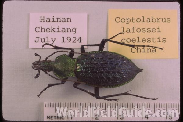 <br>(Origin of the Specimen: Hainan, Chekiang, China, 1924)<br>(Origin of the Specimen: Hainan, Chekiang, China, July 1924)
