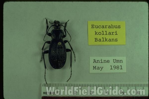 <br>(Origin of the Specimen: Anina, Banat, East Europe, May 198)<br>(Origin of the Specimen: Aninem, Umn, Balkans, May 1981)