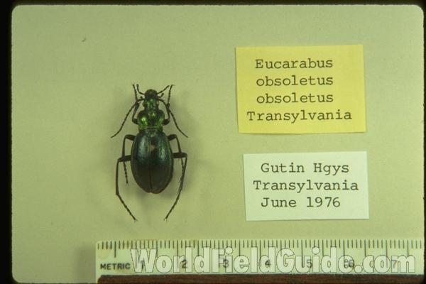 <br>(Origin of the Specimen: No Data Given (Europe))<br>(Origin of the Specimen: Gutin Hgys, Translvania,June 1976)