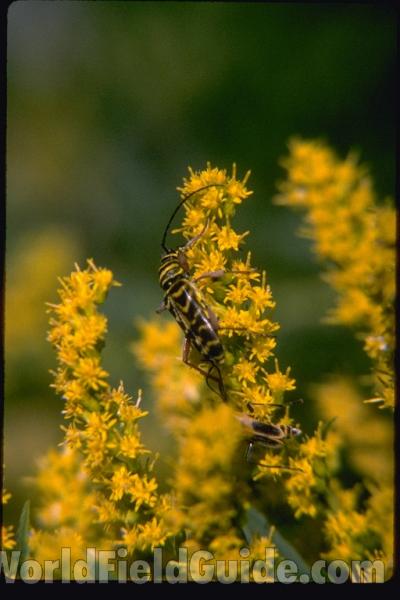 Habitat - On Goldenrod<br>(Location of Picture: Round Lake, Illinois, USA)