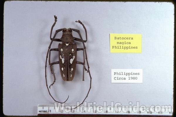 Large Male<br>(Origin of the Specimen: Philippines)