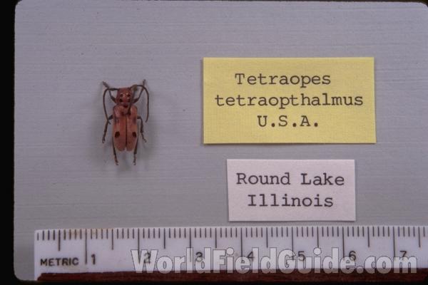 Pair On Asclepias Syriaca<br>(Location of Picture: Round Lake, Il, Late July, USA)<br>(Origin of the Specimen: Round Lake, Illinois, USA)