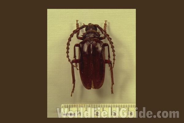 Male - Front View<br>(Location of Picture: Okanogan, Wa., USA, 2012)