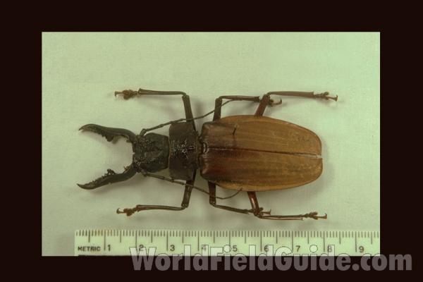 7.5 Cm,  Male<br>(Origin of the Specimen: Iquitos, Peru, June 2009)