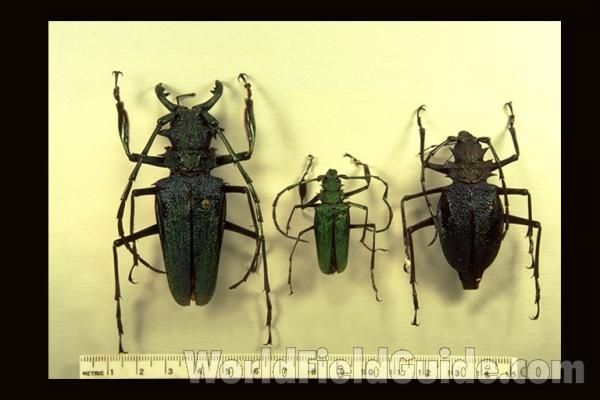 <br>(Origin of the Specimen: Colombia)<br>(Origin of the Specimen: Colombia)<br>(Origin of the Specimen: Colombia)<br>(Origin of the Specimen: Colombia)