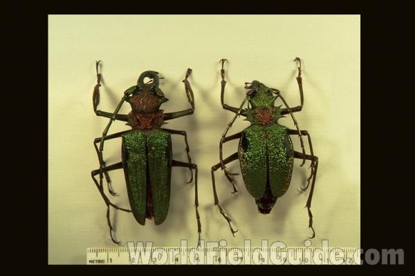 <br>(Origin of the Specimen: Colombia)<br>(Origin of the Specimen: Colombia)<br>(Origin of the Specimen: Colombia)
