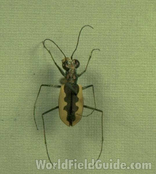 Mounted - Dorsal<br>(Origin of the Specimen: Texas, USA)