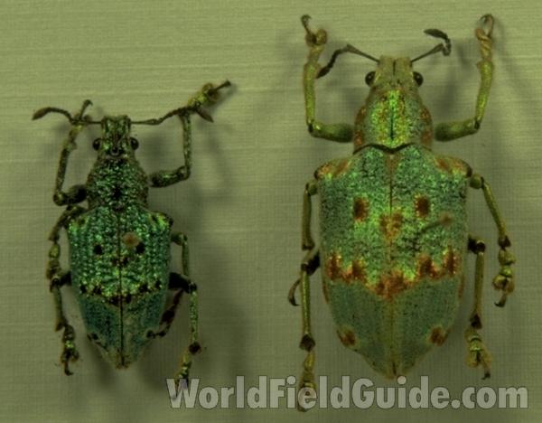 <br>(Origin of the Specimen: Brazil)<br>(Origin of the Specimen: Brazil)