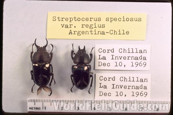 Pair<br>(Origin of the Specimen: La Invernada, Chile)