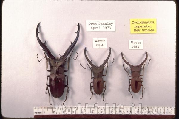 Thre Males<br>(Origin of the Specimen: New Guinea)