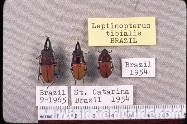 Two Males and a Female<br>(Origin of the Specimen: Brazil)
