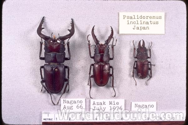 Three Males<br>(Origin of the Specimen: Japan)