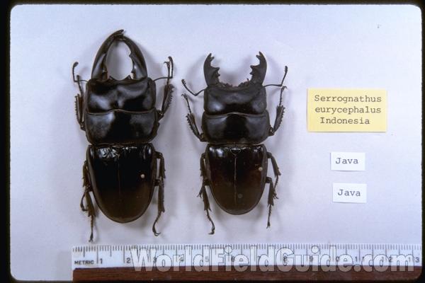 Two Males<br>(Origin of the Specimen: Java, Indonesia)