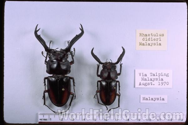 Two Males<br>(Origin of the Specimen: Malaysia)