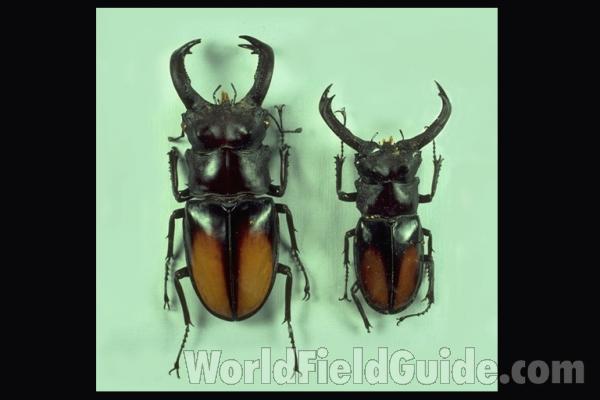 Two Males - Dorsal<br>(Origin of the Specimen: Malaysia)