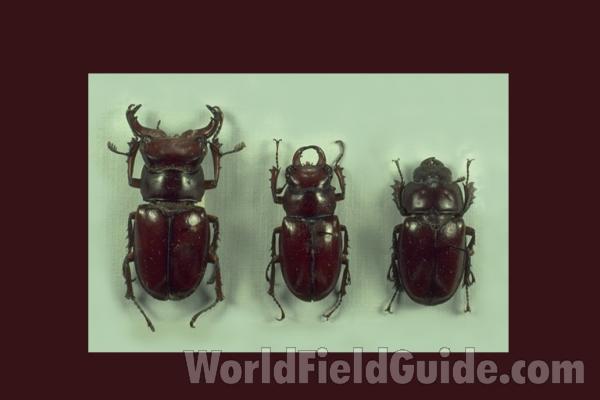 Two Males and Female On Right<br>(Origin of the Specimen: Illinois(2) And Ky, USA)