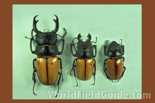Two Males and Female On Right<br>(Origin of the Specimen: Malaysia)