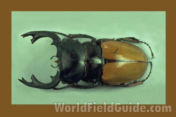 Giant Male<br>(Origin of the Specimen: Thailand)