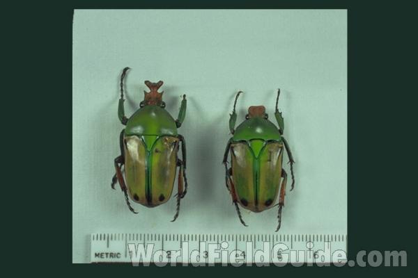 Pair<br>(Origin of the Specimen: North Kivu, Zaire, Nov 26, 1978)
