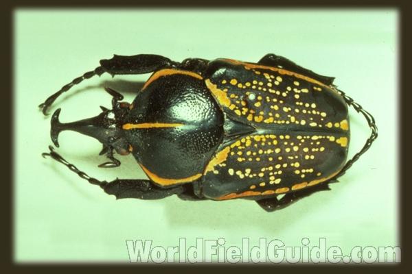 Male<br>(Origin of the Specimen: Ukerewe, Africa)