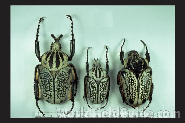Two Males and Female<br>(Origin of the Specimen: No Data, Zile, Kantanga, Zile, Kat.)