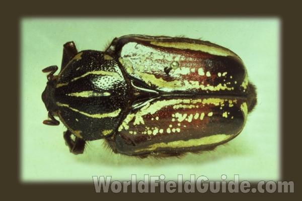 Female<br>(Origin of the Specimen: Kenya, Africa)