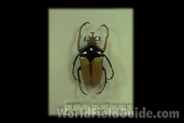 Male<br>(Origin of the Specimen: Tanzania)