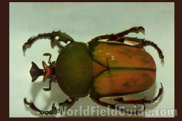 Male<br>(Origin of the Specimen: Kenia)