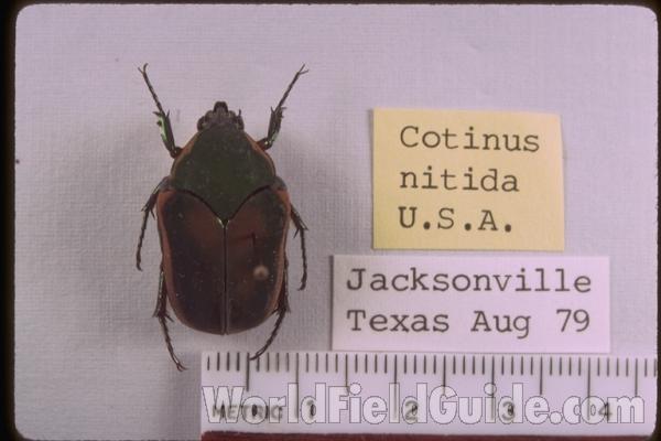 <br>(Origin of the Specimen: Missouri, USA)<br>(Origin of the Specimen: Texas, USA)