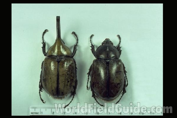 Pair<br>(Origin of the Specimen: Western Central America)