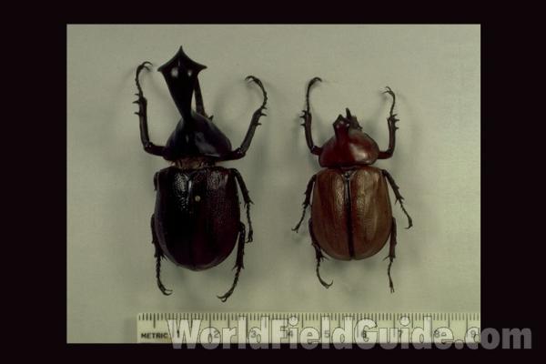 Two Males<br>(Origin of the Specimen: South Colombia)