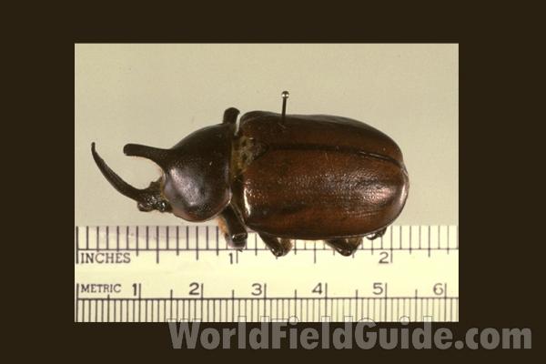 Male - Angle<br>(Origin of the Specimen: Panama)