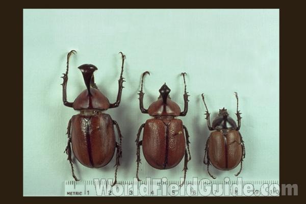 Three Males<br>(Origin of the Specimen: Eastern Central America)