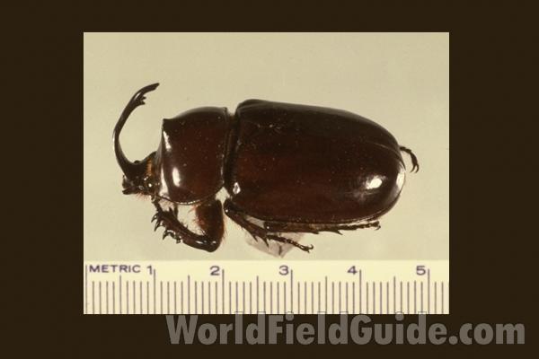 Male - Angle<br>(Origin of the Specimen: Central America)