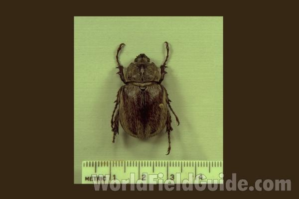 Male - Dorsal<br>(Origin of the Specimen: Central America)