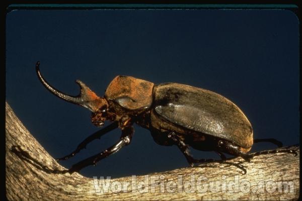 Habitat - Angle