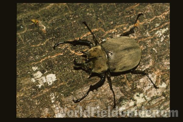 Pair - Dorsal<br>(Origin of the Specimen: Brazil)<br>(Location of Picture: Sao Paulo, Brazil)