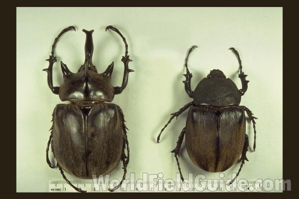 Pair - Dorsal<br>(Origin of the Specimen: Brazil)