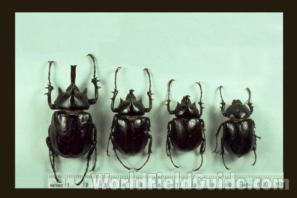 Three Males and A Female<br>(Origin of the Specimen: Western Central America)