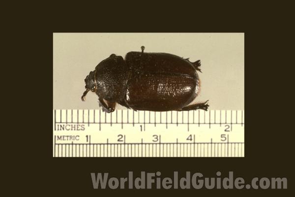 Female<br>(Origin of the Specimen: Arizona, USA)