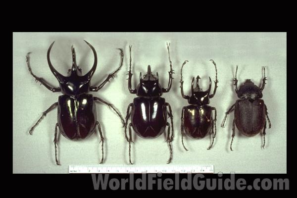 Three Males and A Female<br>(Origin of the Specimen: Malaysia)