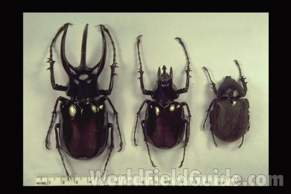 Two Males and A Female<br>(Origin of the Specimen: North Borneo)