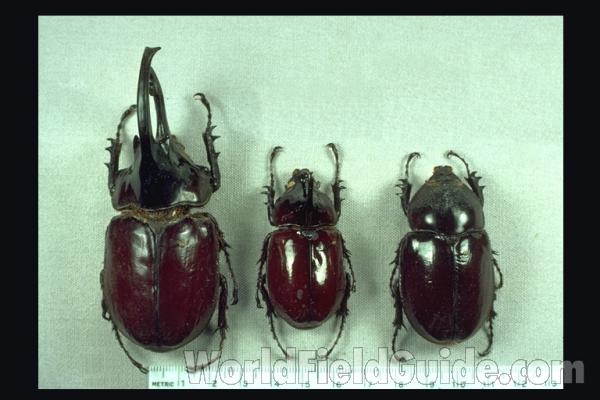 Two Males and A Female<br>(Origin of the Specimen: West Africa)