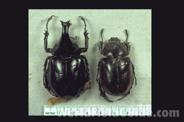 Pair<br>(Origin of the Specimen: Australia)