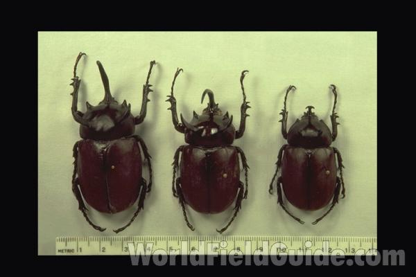 Three Males<br>(Origin of the Specimen: East Thailand)