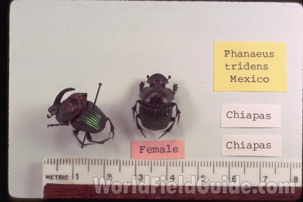 Pair<br>(Origin of the Specimen: Chiapas, Mexico)