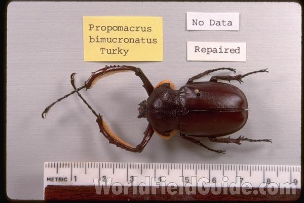 Male<br>(Origin of the Specimen: Turkey)