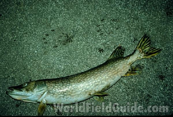 Recent Catch<br>(Origin of the Specimen: Round Lake, Il, USA)